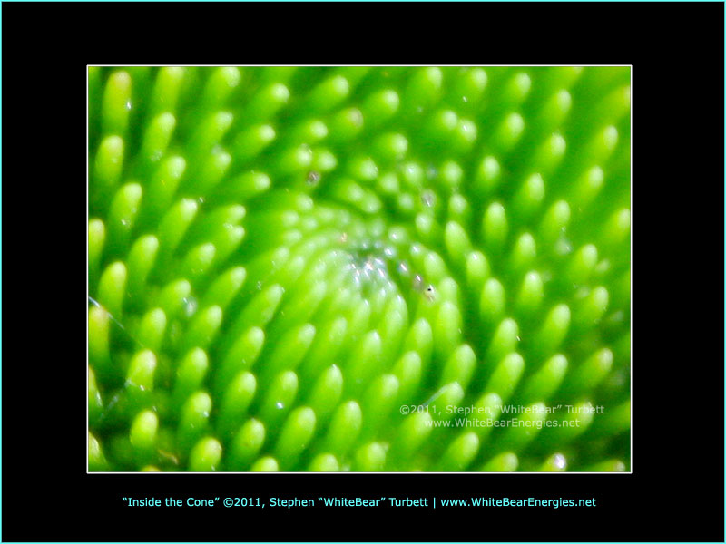 Inside the Cone by Stephen WhiteBear Turbett - http://www.whitebearenergies.net (coneflower)